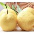 皇冠梨Golden Pear1kg