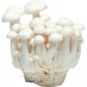 白玉菇 Shimeji White/Tuore valkoinen jadesieni 150g